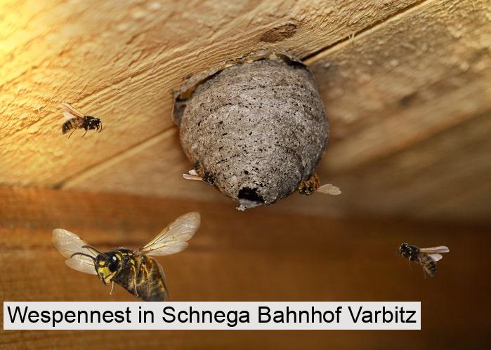 Wespennest in Schnega Bahnhof Varbitz